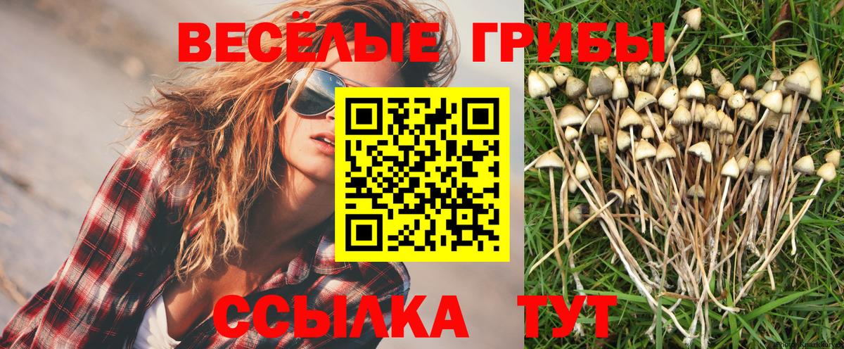 Псилоцибиновые грибы мицелий Фурманов